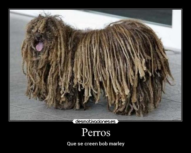 Perros - 