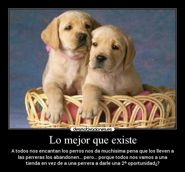 carteles mejor que existe desmotivaciones