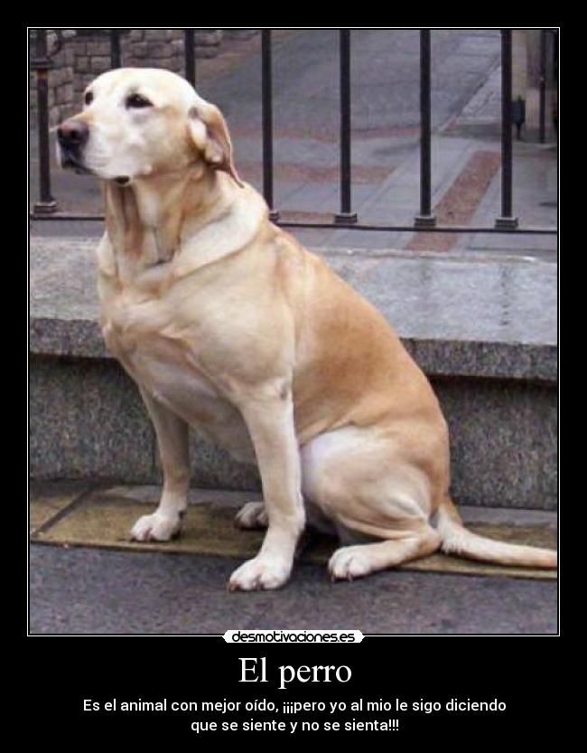 El perro -
