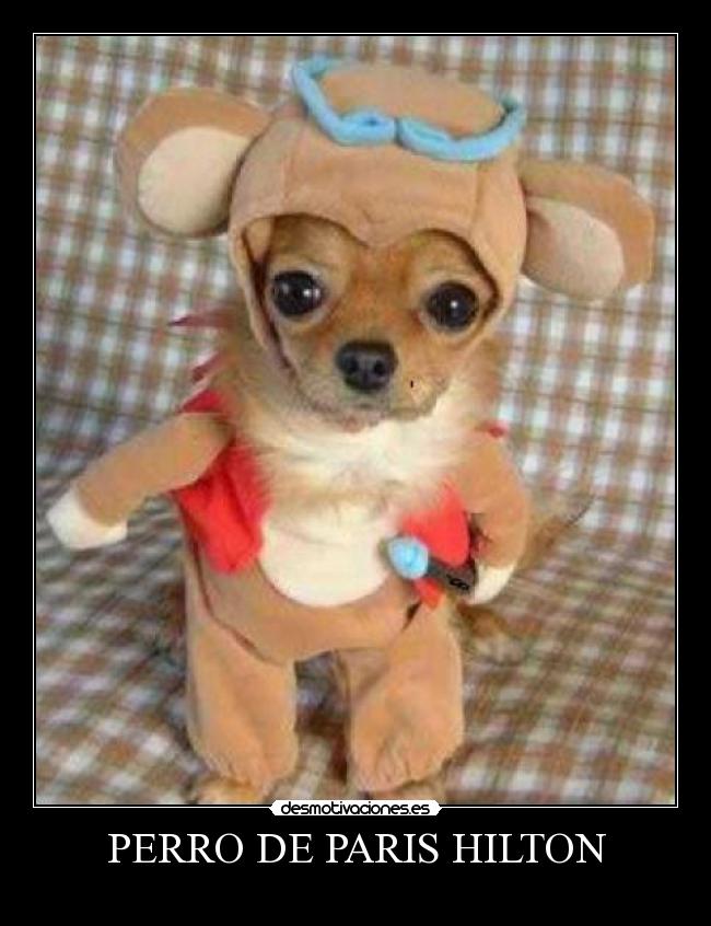 PERRO DE PARIS HILTON - 