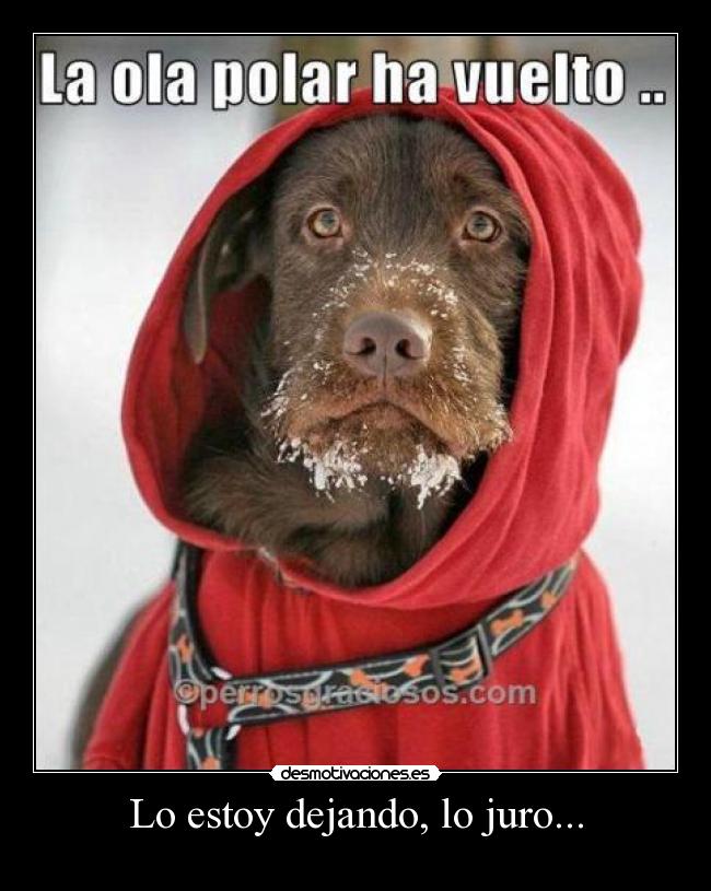 carteles perro desmotivaciones