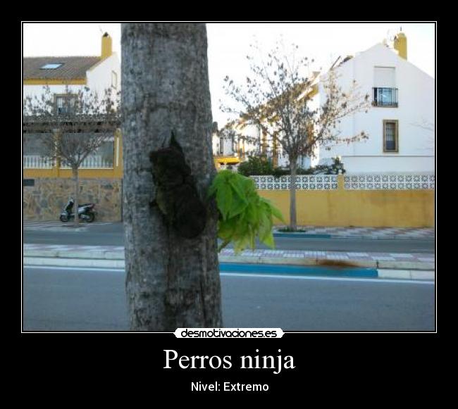 Perros ninja - 