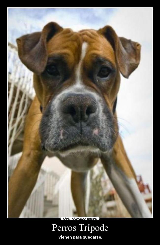 Perros Trípode - Vienen para quedarse.