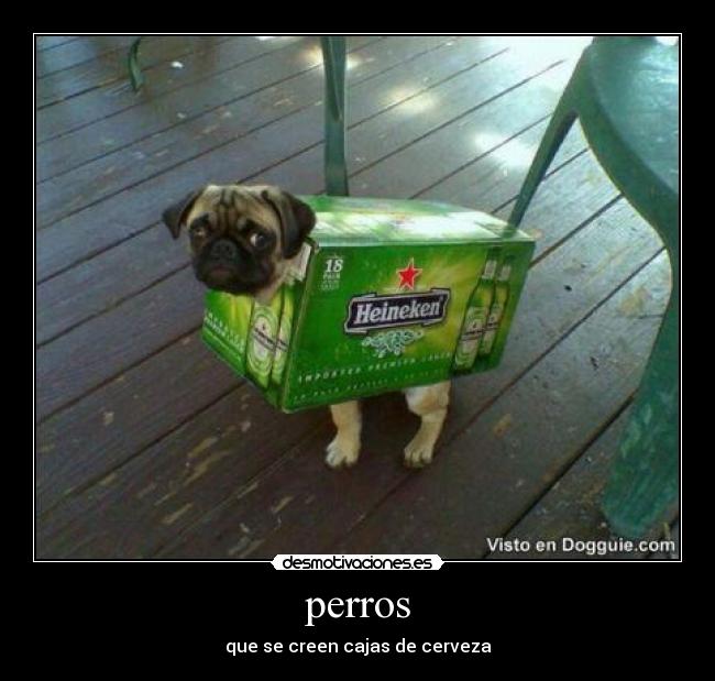 perros - 