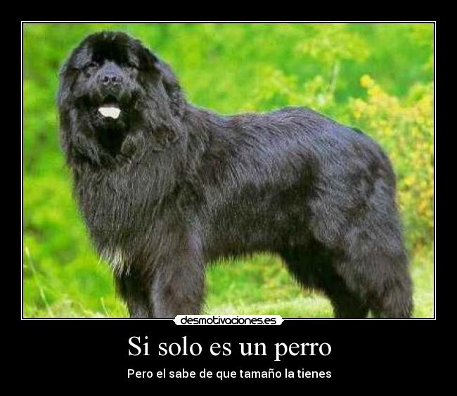 carteles perros desmotivaciones