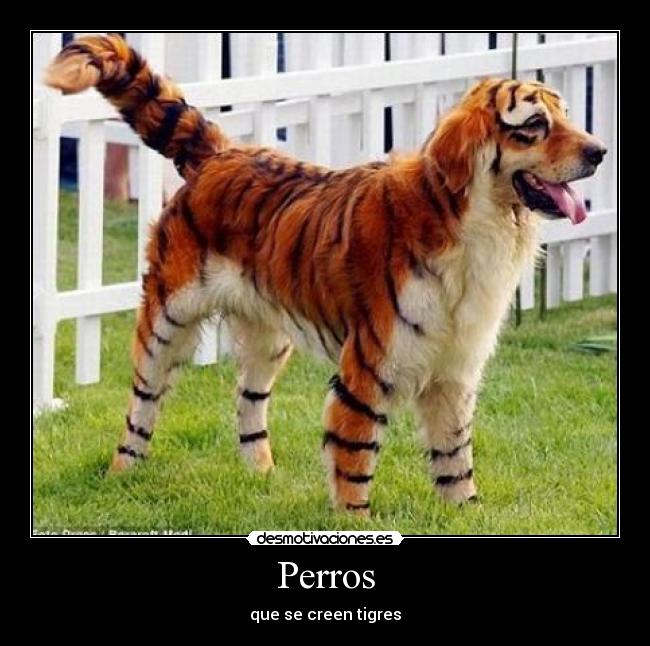 Perros -