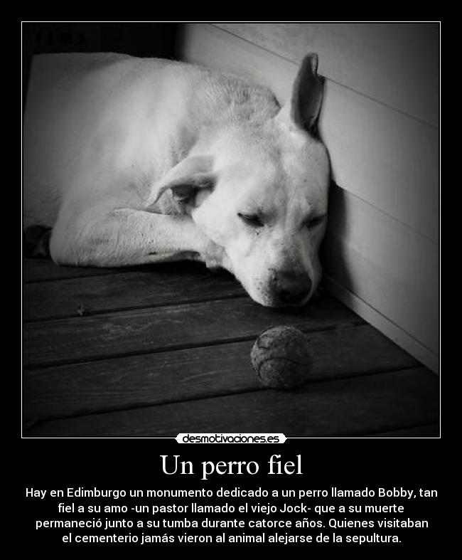 Un perro fiel - 