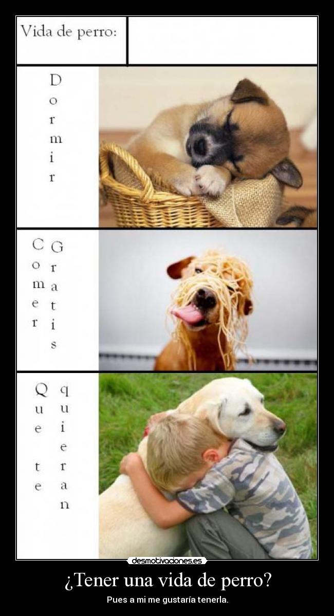 carteles vida perros desmotivaciones
