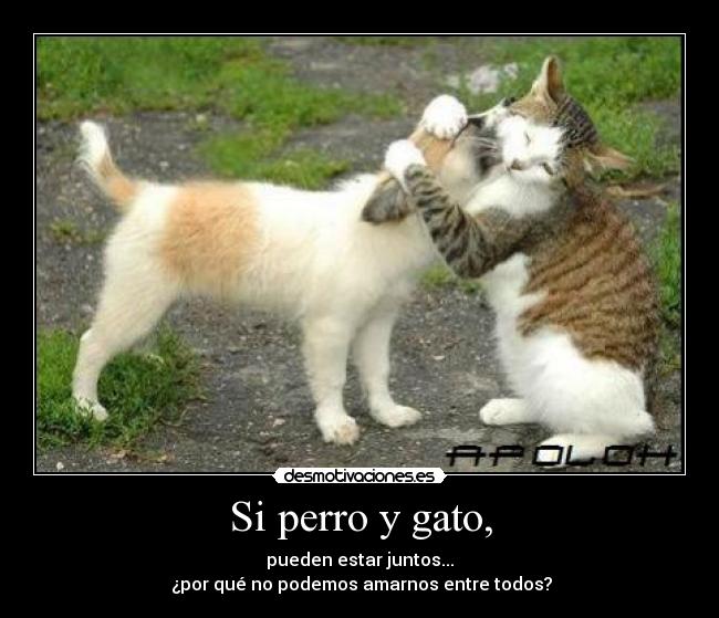 Si perro y gato, -