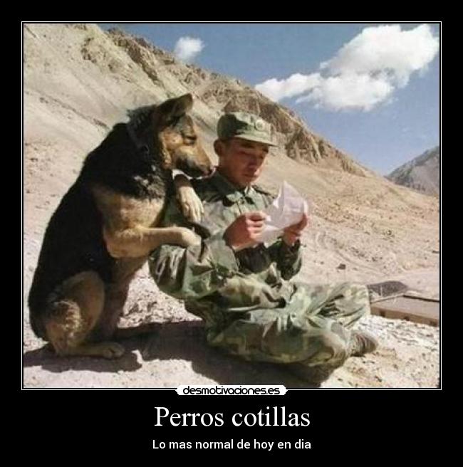 Perros cotillas -