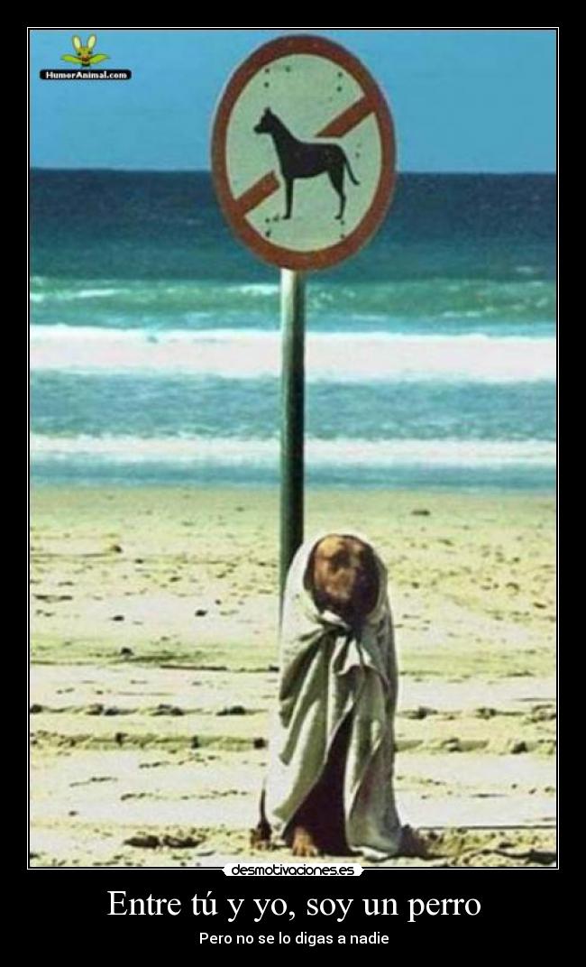 Entre tú y yo, soy un perro -