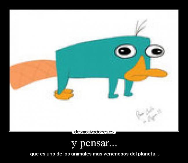 y pensar... - que es uno de los animales mas venenosos del planeta...