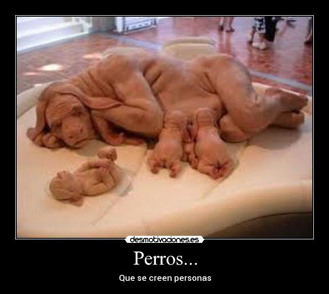 Perros... - Que se creen personas