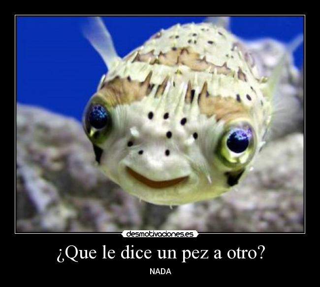 Sintético 98+ Foto Que Le Dijo Un Pez A Otro Pez Cena Hermosa Sintético 98+ Foto Que Le Dijo Un Pez A Otro Pez Cena Hermosa
