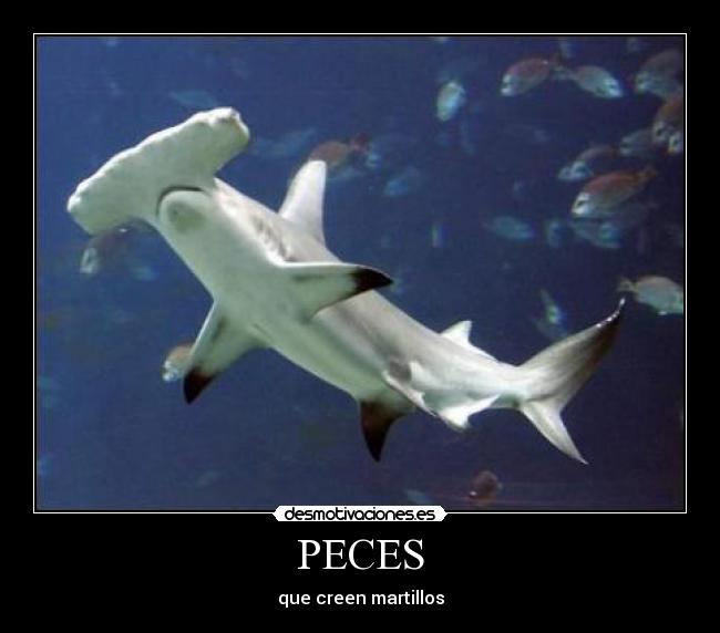 PECES - que creen martillos