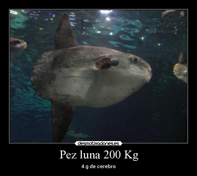 Pez luna 200 Kg - 4 g de cerebro