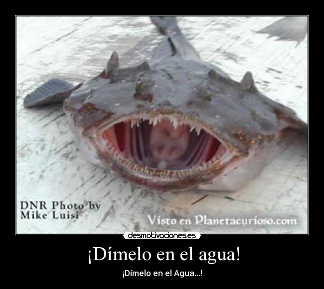 carteles pez chulo macarra desmotivaciones