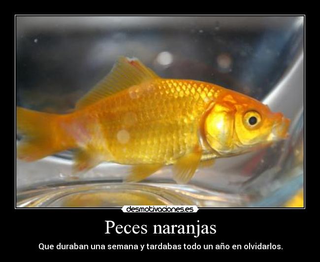 Peces naranjas - Que duraban una semana y tardabas todo un año en olvidarlos.