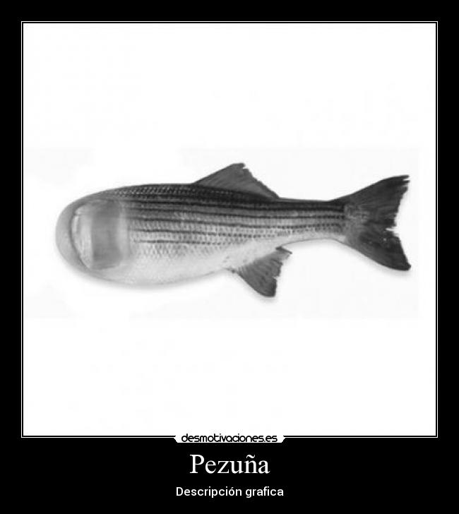 Pezuña - Descripción grafica