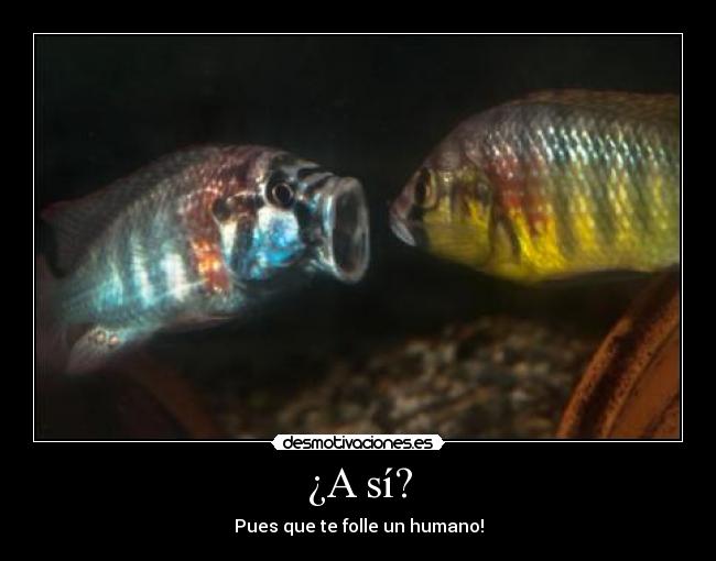 ¿A sí? - 