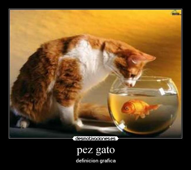 pez gato -