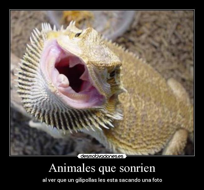 Animales que sonrien - al ver que un gilipollas les esta sacando una foto