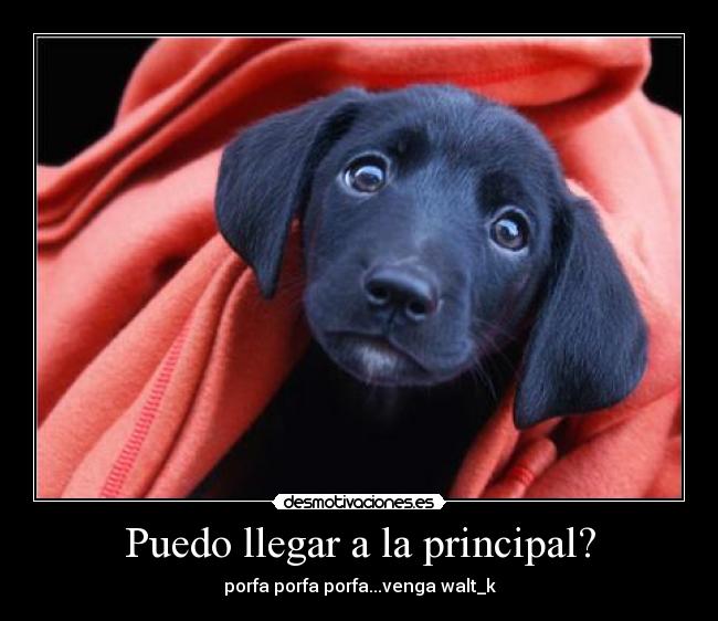 carteles perro ojitos pena principal walt_k desmotivaciones