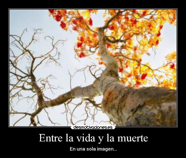Entre la vida y la muerte - 