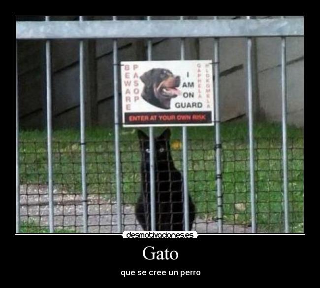 Gato -