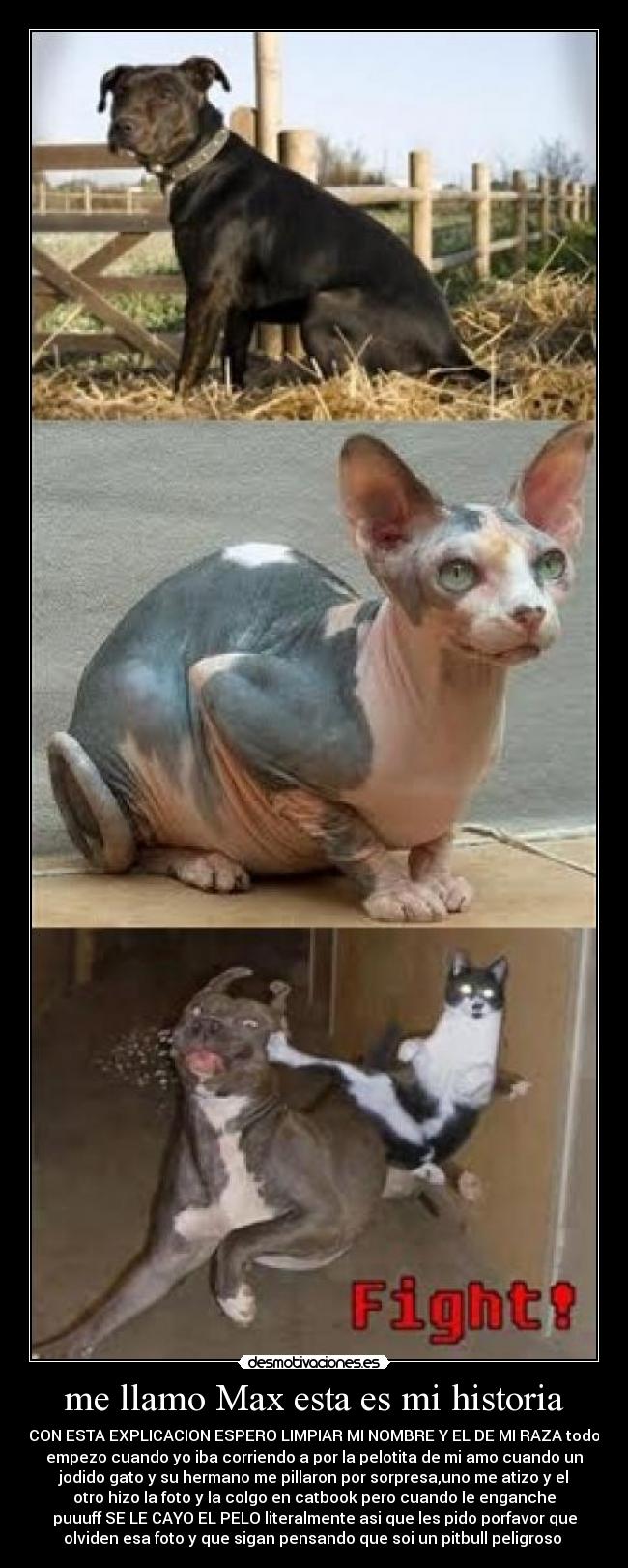 me llamo Max esta es mi historia - CON ESTA EXPLICACION ESPERO LIMPIAR MI NOMBRE Y EL DE MI RAZA todo
empezo cuando yo iba corriendo a por la pelotita de mi amo cuando un
jodido gato y su hermano me pillaron por sorpresa,uno me atizo y el
otro hizo la foto y la colgo en catbook pero cuando le enganche
puuuff SE LE CAYO EL PELO literalmente asi que les pido porfavor que
olviden esa foto y que sigan pensando que soi un pitbull peligroso