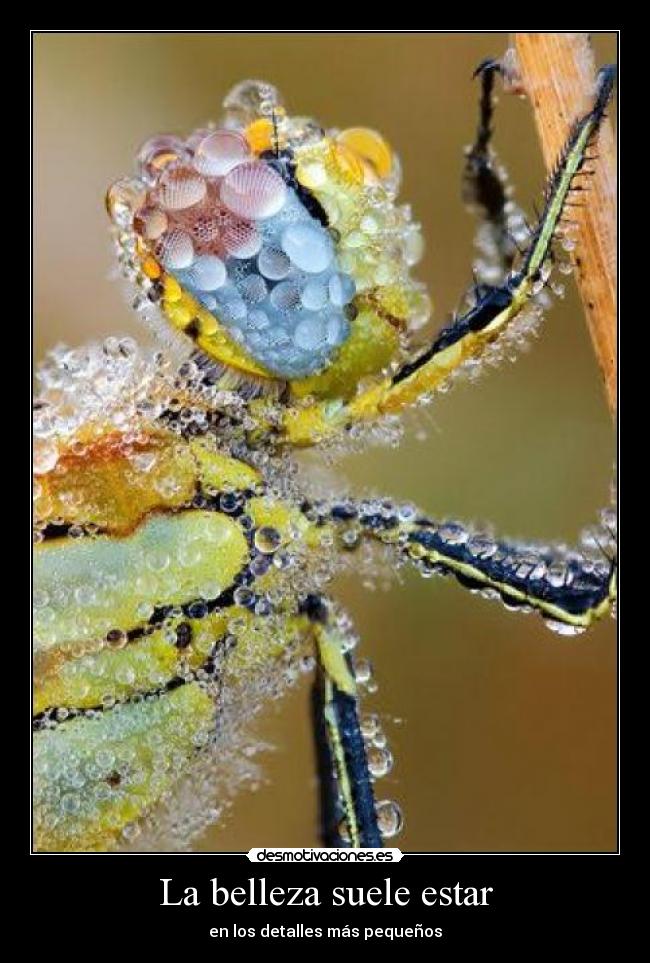 La belleza suele estar - en los detalles más pequeños