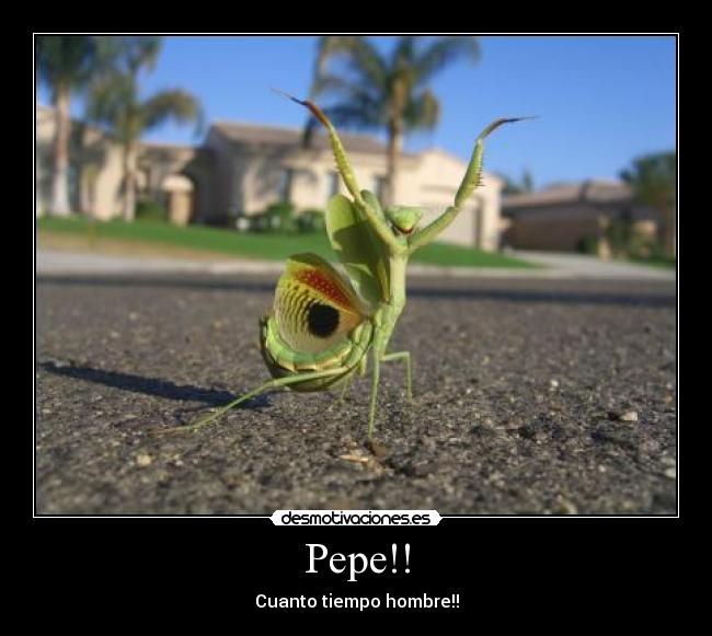 carteles mantis desmotivaciones