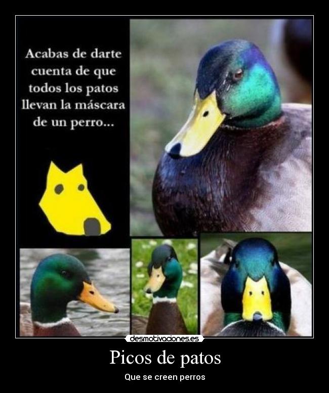 Picos de patos -