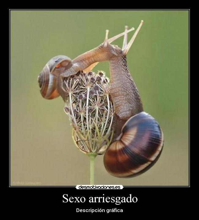 Sexo arriesgado - Descripción gráfica