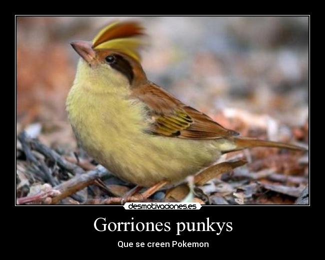 carteles gorriones punkys pidgey que creen pokemon senoras anime manga combate ash parecidos aves animale desmotivaciones