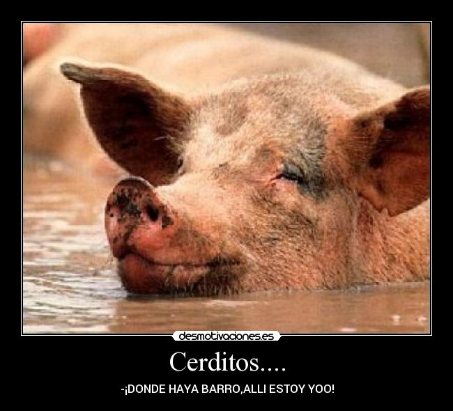 carteles cerditos desmotivaciones