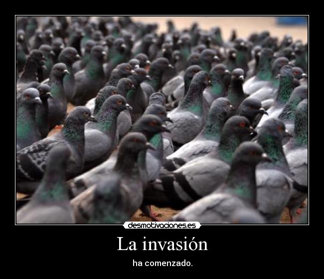 carteles invasion palomas zorra implakable desmotivaciones