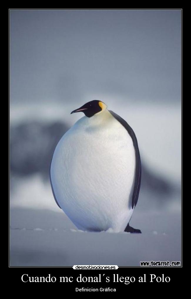 carteles pinguino desmotivaciones