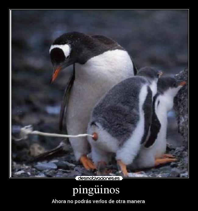 pingüinos -