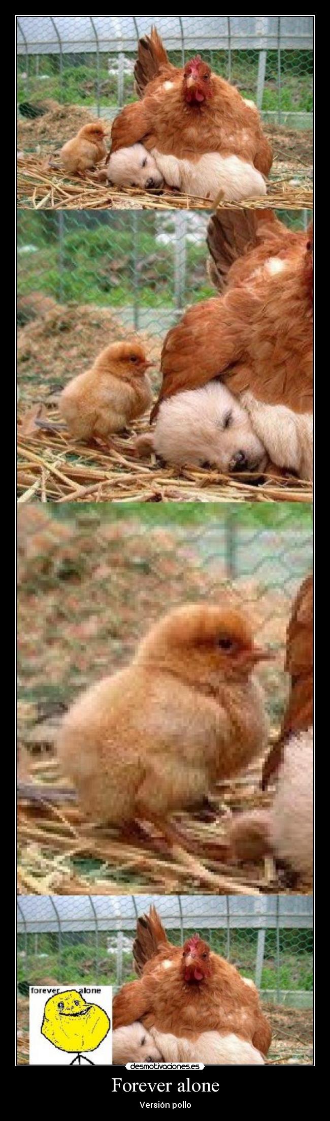 carteles pollo desmotivaciones