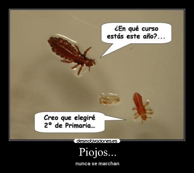 Piojos... - nunca se marchan