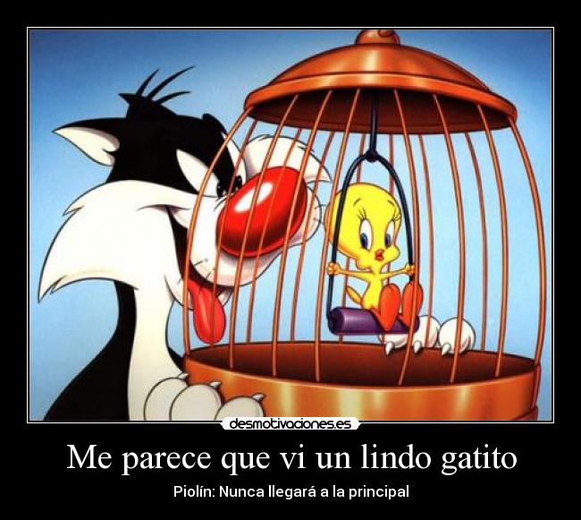 Me parece que vi un lindo gatito -