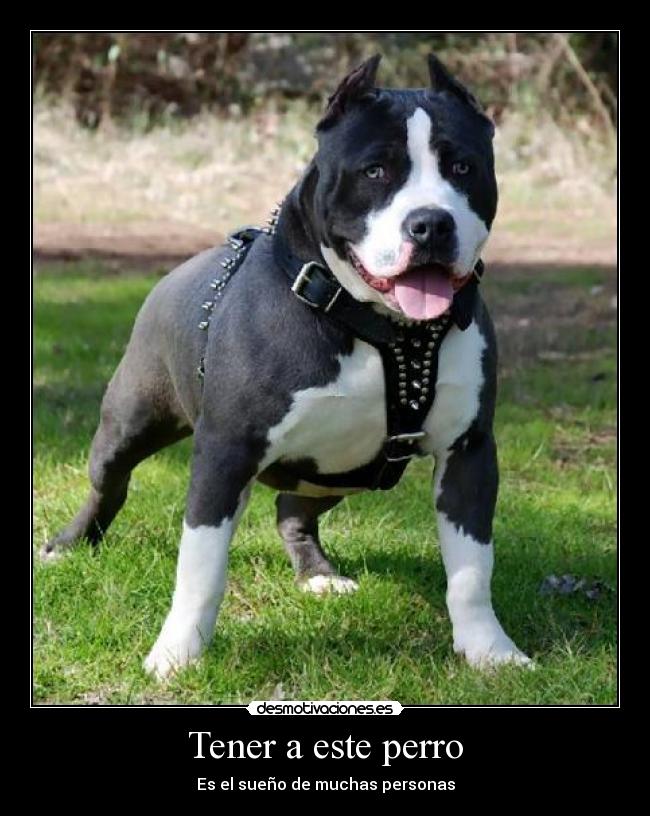 Tener a este perro - 