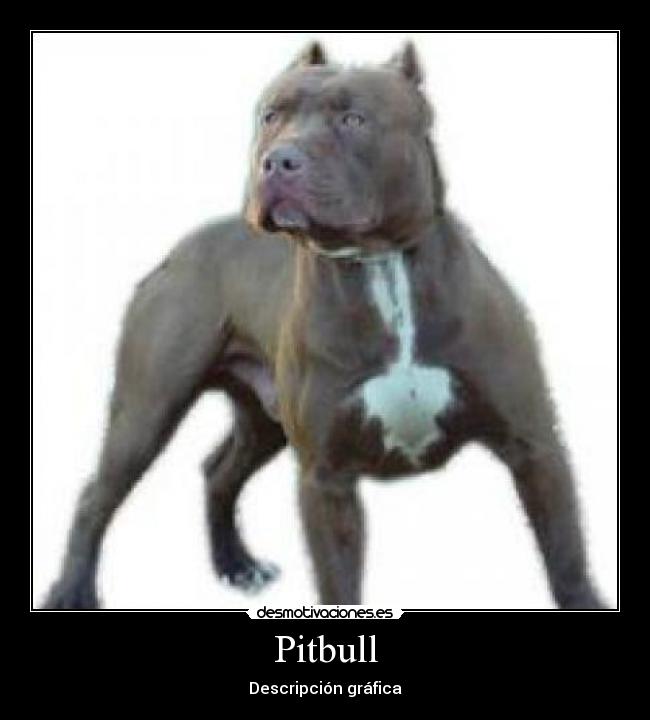 Pitbull -