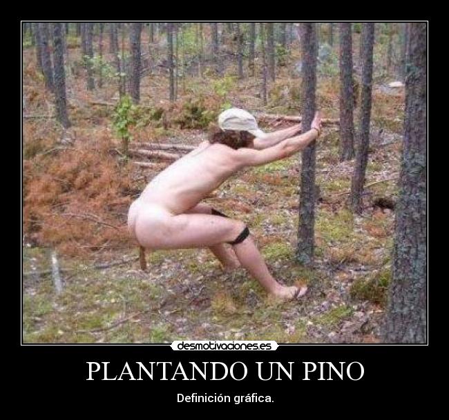 PLANTANDO UN PINO -