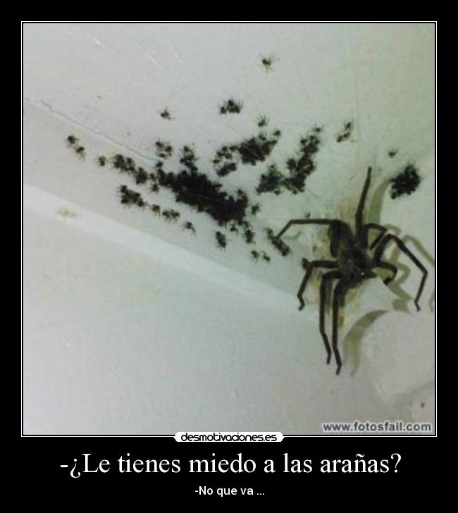 -¿Le tienes miedo a las arañas? -