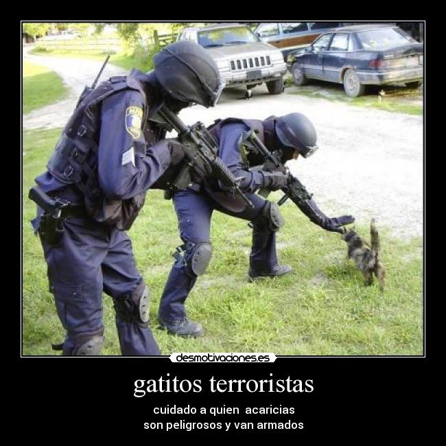 gatitos terroristas - 