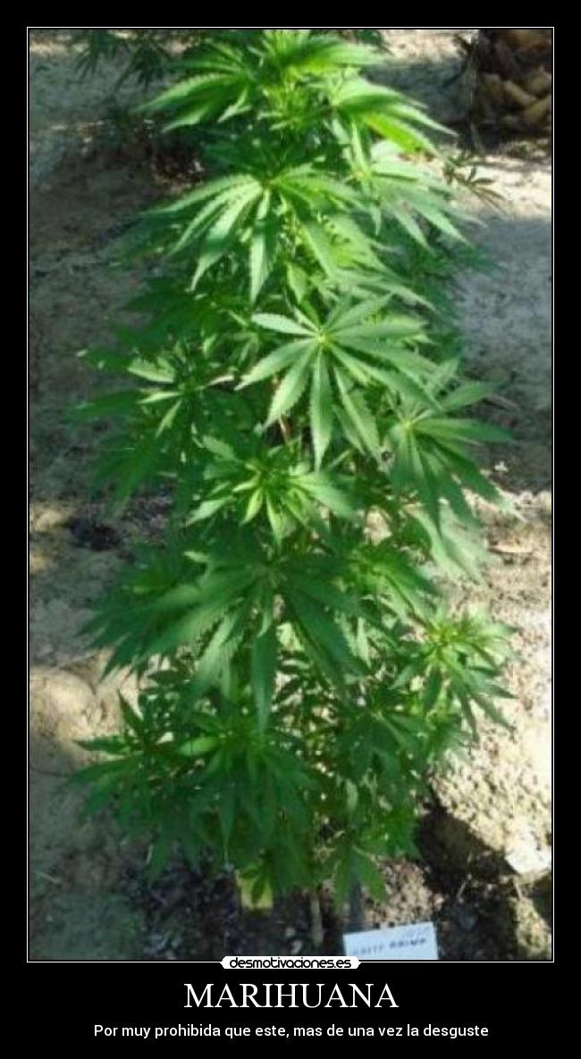 MARIHUANA - Por muy prohibida que este, mas de una vez la desguste