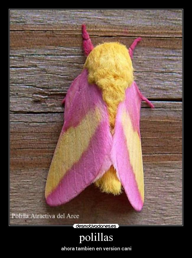 polillas - ahora tambien en version cani