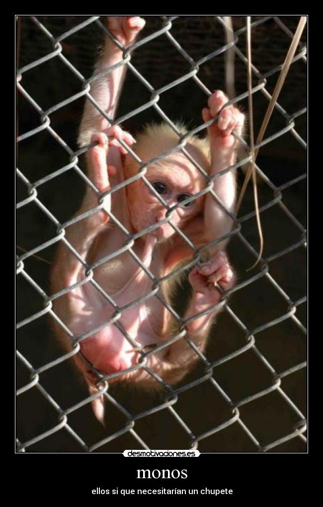 monos - ellos si que necesitarían un chupete